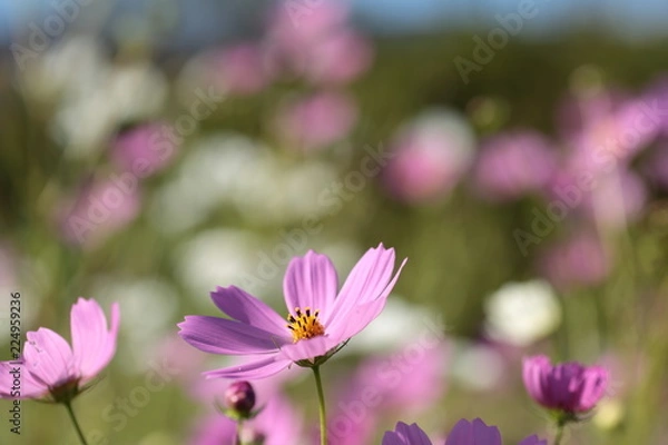 Fototapeta コスモス