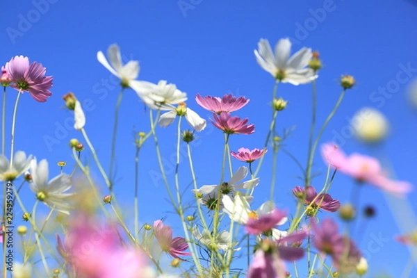 Fototapeta コスモス