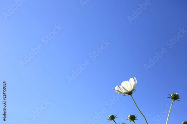 Fototapeta コスモス