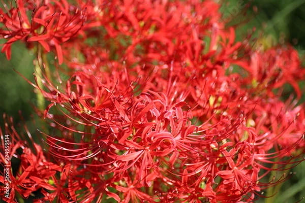 Fototapeta 彼岸花