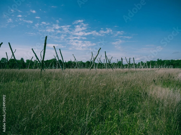 Fototapeta Upright Sticks