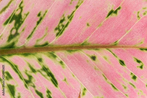 Fototapeta texture of pink leaf