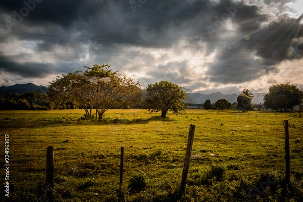 Obraz tree in the field