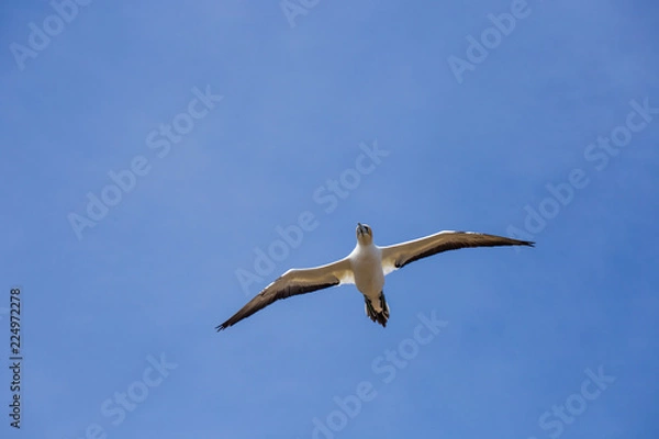 Obraz Gannet bird flying on a blue clear sky