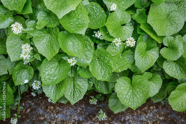 Fototapeta Japanese Wasabi fields. Water always flows through the gravel beds of Wasabi.