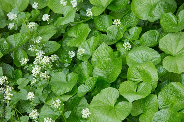 Obraz Field of Japanese Wasabi plants. Water stream flows through the Wasabi gravel beds.