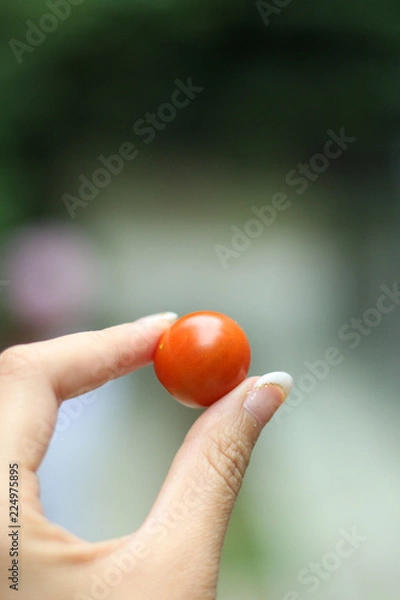 Fototapeta 手持ちトマト