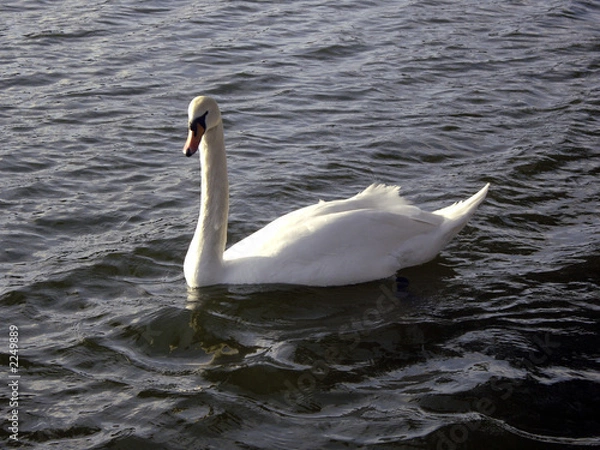 Fototapeta cygne