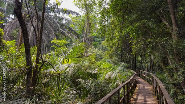 Fototapeta Nigerian Forest 