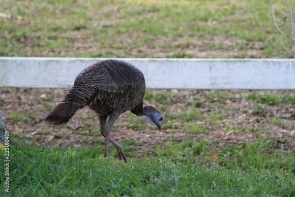 Obraz Turkey, bird, brown, wild, nature, wildlife
