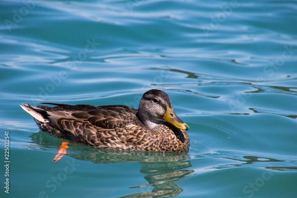 Obraz Ente am Wörthersee