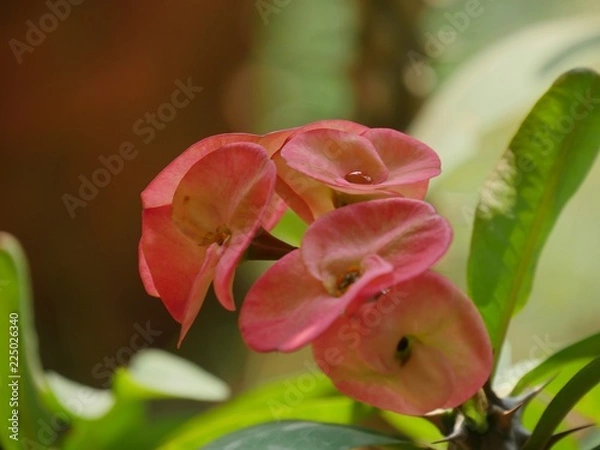 Fototapeta Orange flowers with water collected in between the petals after a rain