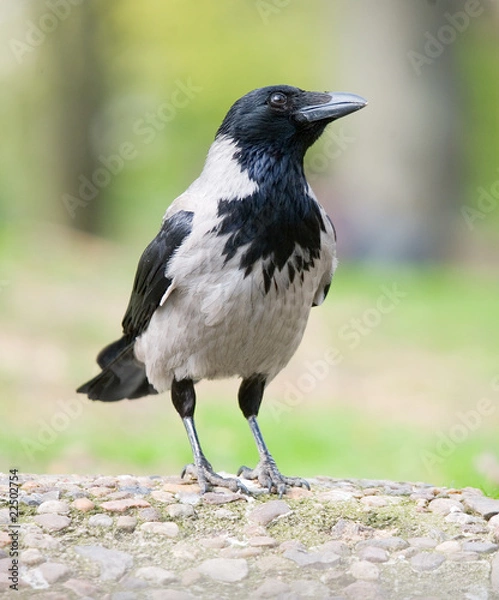 Fototapeta bird crow