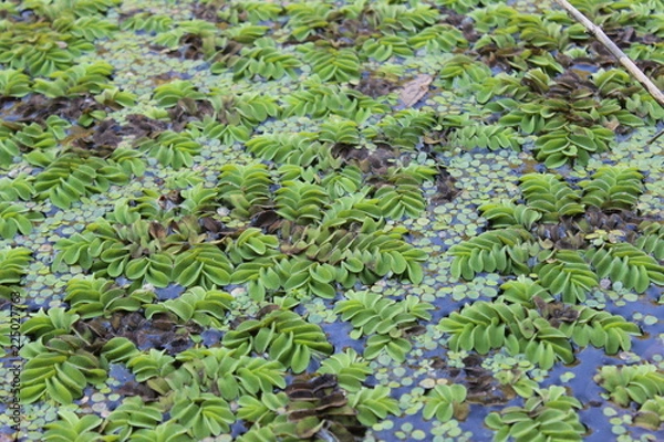 Fototapeta forest autumn