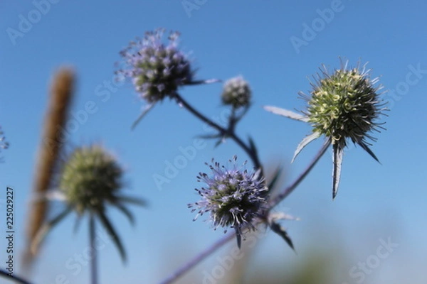 Fototapeta forest autumn