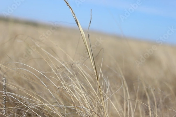 Fototapeta forest autumn