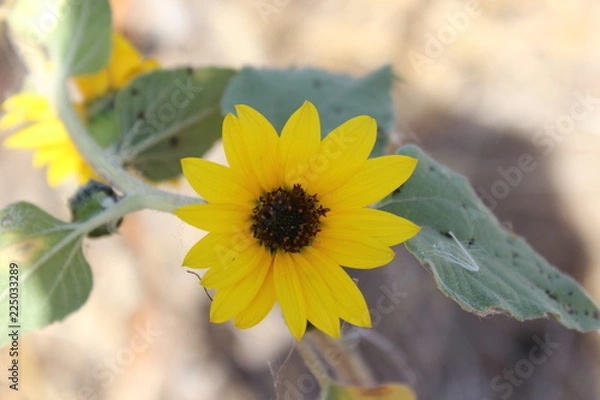 Fototapeta forest autumn