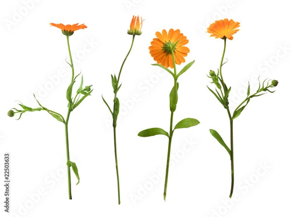 Obraz marigold on the white background