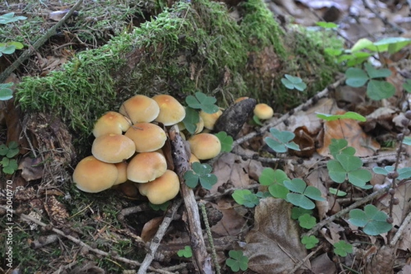 Obraz Stockschwämmchen