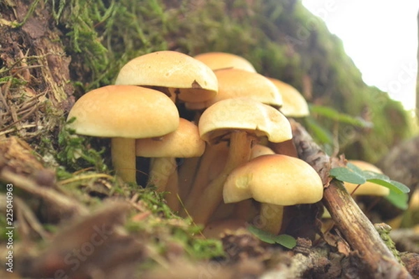 Obraz Stockschwämmchen