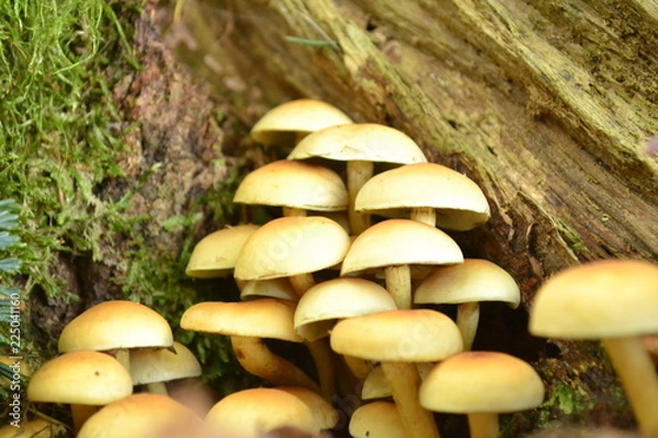 Obraz Stockschwämmchen