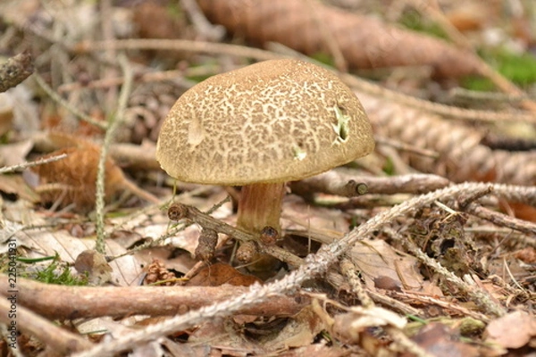 Obraz Często spotykany grzyb wargi koziej