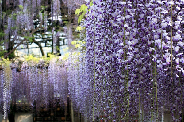 Fototapeta 藤の花