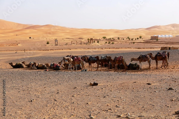Fototapeta Camel caravan