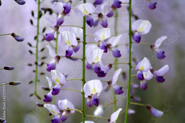 Fototapeta 藤の花