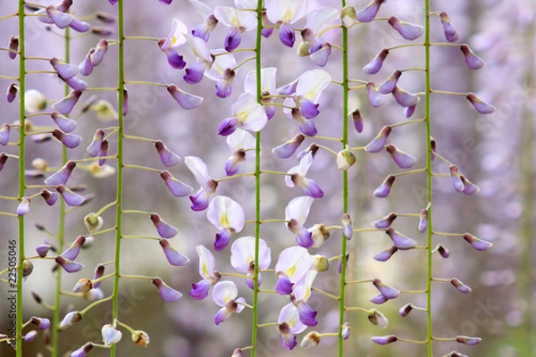 Fototapeta 藤の花