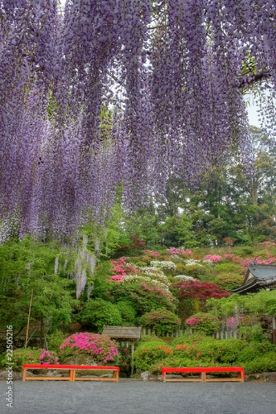 Fototapeta 藤の庭園