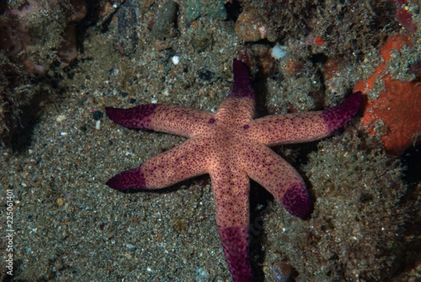 Obraz Red Starfish