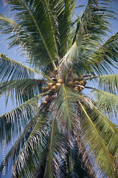 Obraz Coconut Tree