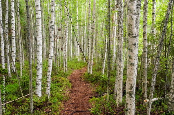 Fototapeta Footpath in a birch grove.