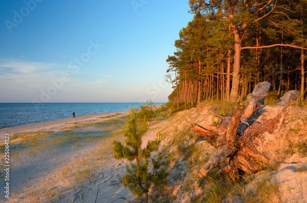 Fototapeta A wild beach in the rays of the passing sun. Baltic sea coast. Latvia.