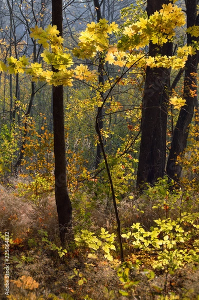 Fototapeta Little maple tree with autumn colored leaves grows in the forest.