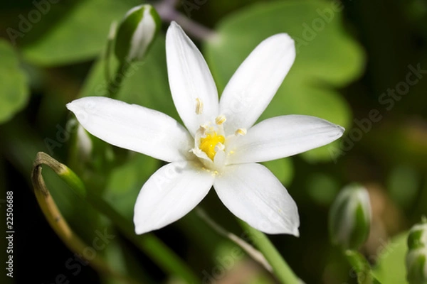 Obraz Dolden Milchstern