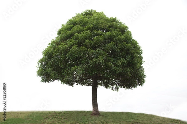 Obraz 白バックと一本の木