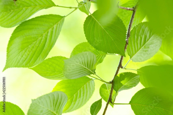 Obraz 新緑の桜の葉