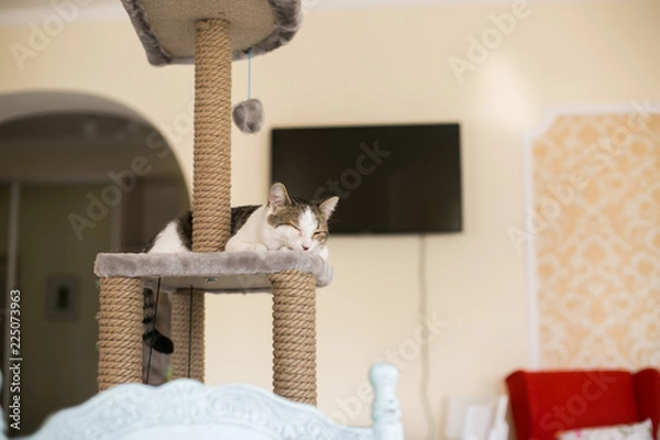 Fototapeta Cat sleeps on the tower for cats