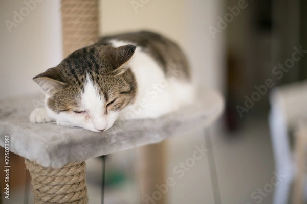 Fototapeta Cat sleep on the tower for cats