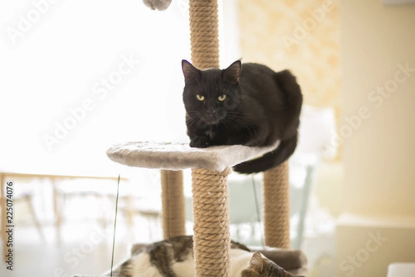 Obraz Cats sleep on the tower for cats