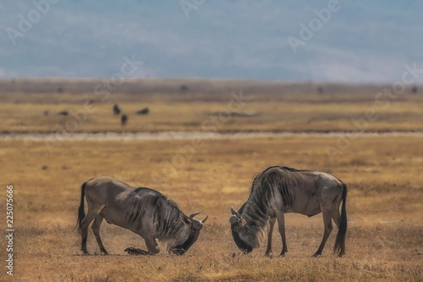 Obraz I bow to your power