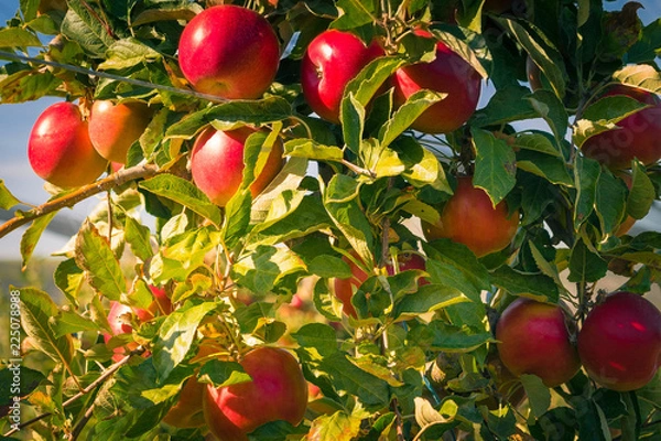 Fototapeta apples idared hanging from an apple tree