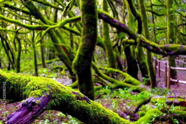 Fototapeta tree in the forest in La Gomera