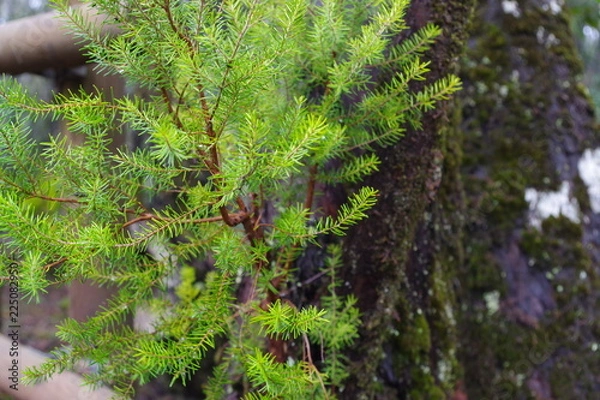 Fototapeta tree in the forest in La Gomera
