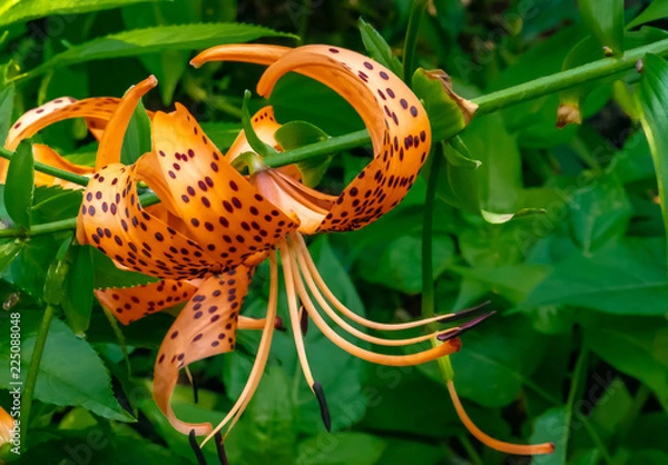 Obraz Tiger Lily