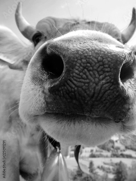 Fototapeta Kuh 