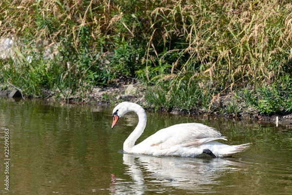 Obraz The white swan is swimming in the lake