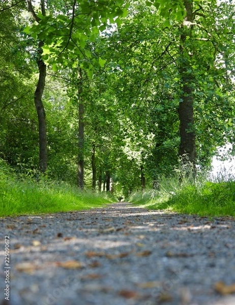 Fototapeta Tulpenbaumallee 
